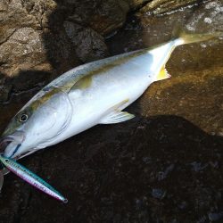 荒れ後の越前海岸