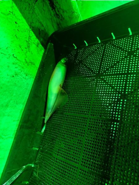 イカメタル（2回目）！！