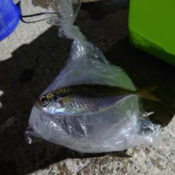 久しぶりのアジ釣れました?