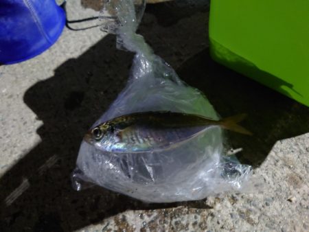 久しぶりのアジ釣れました?