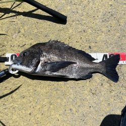 シャルダス20炸裂