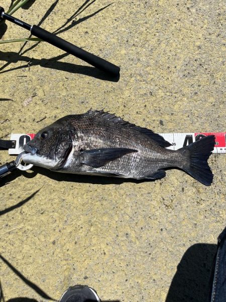 シャルダス20炸裂