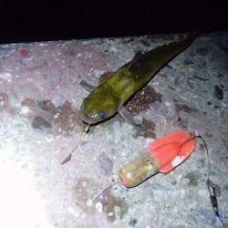 ウナギ釣りのはずが・・・