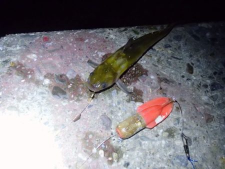 ウナギ釣りのはずが・・・