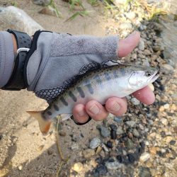 暑いしバラすし今日は駄目です