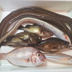 夜でも暑くなってきました