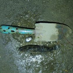 天神祭りの花火に合わせて釣行