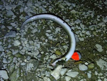 マブナ 泣きの40