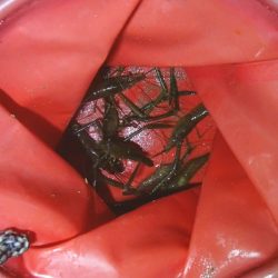 手長エビ釣り 今年ラスト？