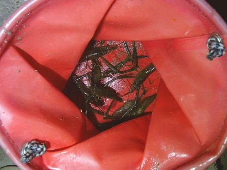 手長エビ釣り 今年ラスト？