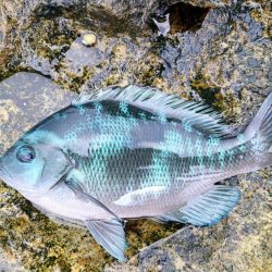 和歌山市江（吉丸渡船）でグレ釣り