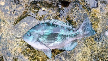 和歌山市江（吉丸渡船）でグレ釣り