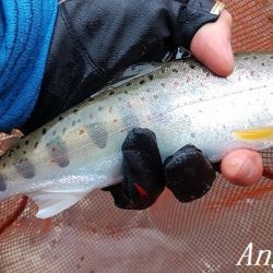 良型が減ってきた。