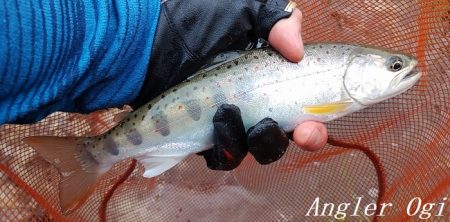 良型が減ってきた。