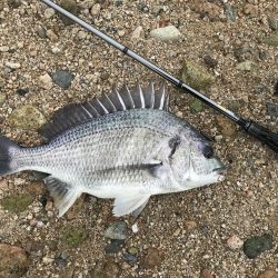 シャローフラットでチニング