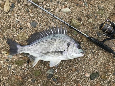 シャローフラットでチニング