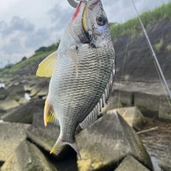 清武川　ルアー釣り
