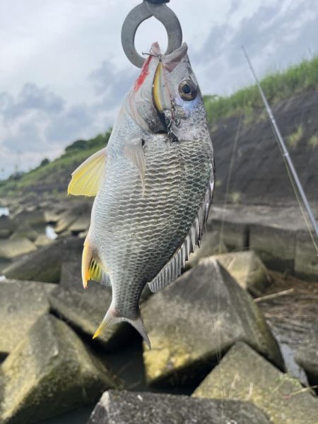 清武川　ルアー釣り