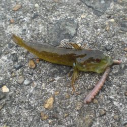 久しぶりの投稿です。