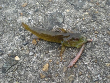 久しぶりの投稿です。