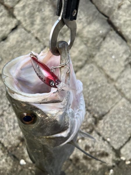 広島河川シーバス