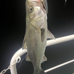 大在沖　シーバス