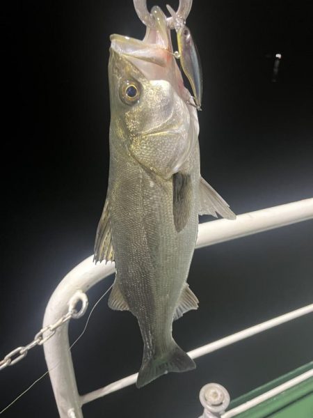 大在沖　シーバス