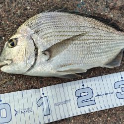 今の海がおかしい。ここでこんな魚が~?