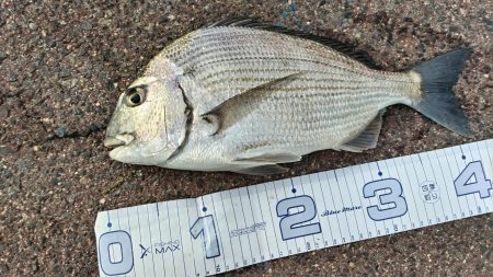 今の海がおかしい。ここでこんな魚が~?