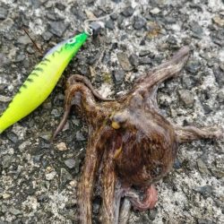 渋くても釣れるんです。