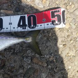 ツバス・ハマチハ何処に？