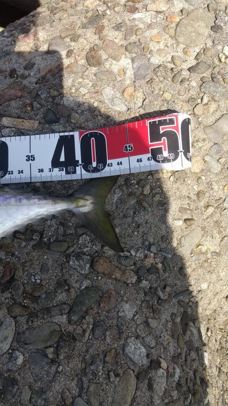 ツバス・ハマチハ何処に？