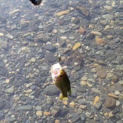 今年初のケタバス釣行