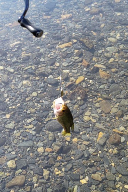 今年初のケタバス釣行