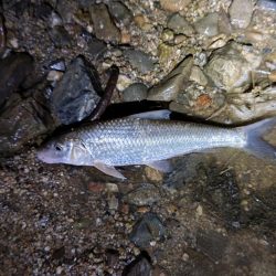 大和川下流でうなぎ釣り