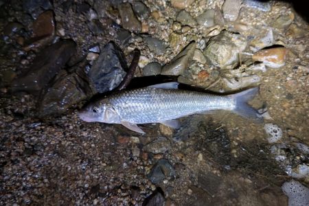 大和川下流でうなぎ釣り