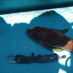 久々のオフショア