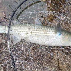 南芦屋浜グレ探検隊