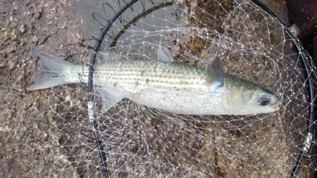 南芦屋浜グレ探検隊