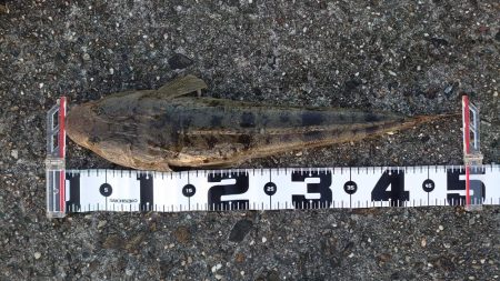 フラットフィッシュ釣行