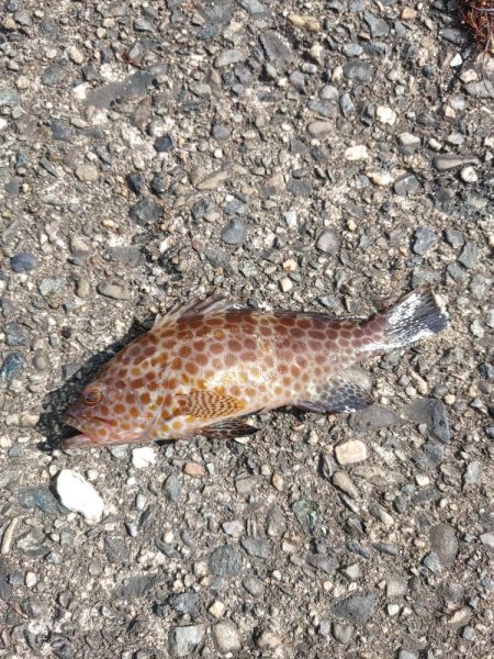小魚・・・