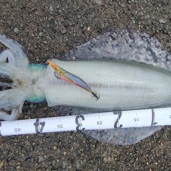 #アオリイカ　2.105Kg  1.2Kg