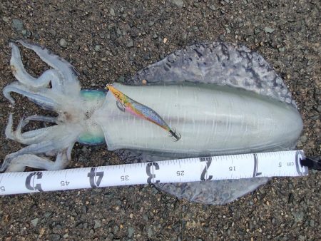 #アオリイカ　2.105Kg  1.2Kg…