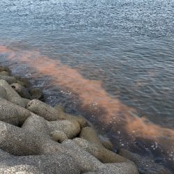 夜アジからの朝マヅメ