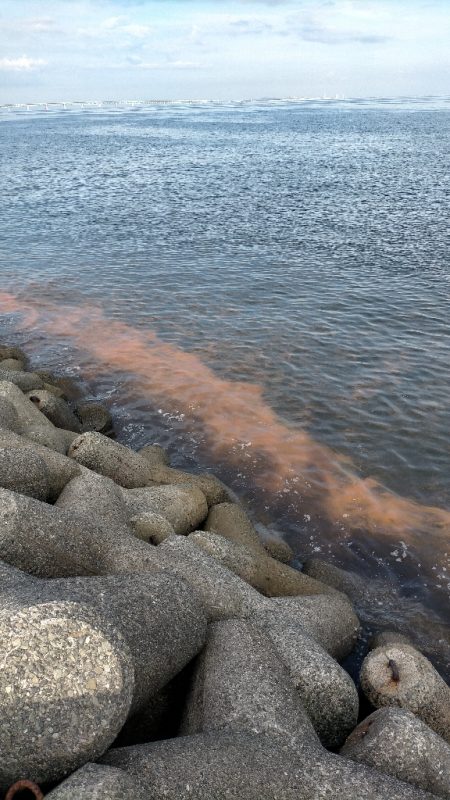 夜アジからの朝マヅメ
