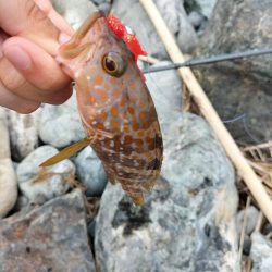 可愛いアオハタ