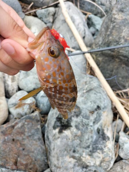 可愛いアオハタ