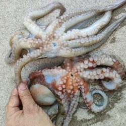 エギタコ釣り（えさ政さんより）