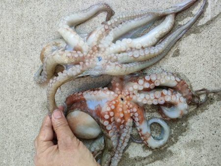 エギタコ釣り（えさ政さんより）