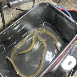 ★★初めての天然ウナギ釣り★★